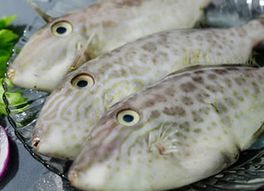 馬面魚