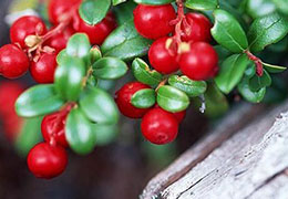蔓越莓保护泌尿道，怎么吃才对