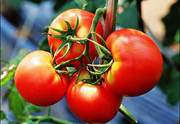 没想到，番茄最有营养的吃法居然是这种