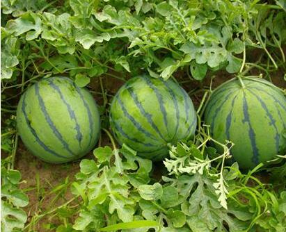 夏季怎么挑选西瓜，吃西瓜的方法你用对了吗