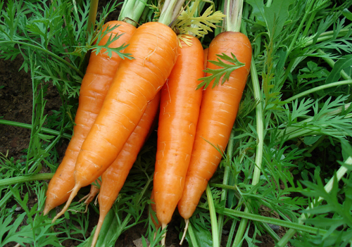 食用胡萝卜需要注意哪些事项？