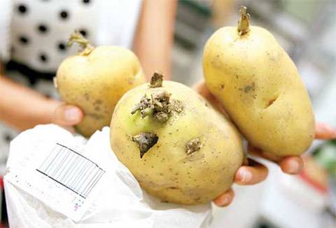 变绿发芽的土豆有毒，这几种也不能吃