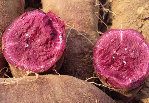 经常吃紫薯，对身体有这些好处，你知道吗？
