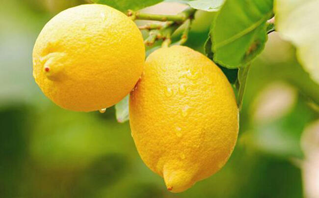 柠檬有5大养生功效，你知道多少？