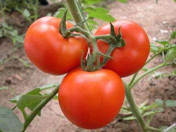 西红柿和它们一起吃简直是绝配！