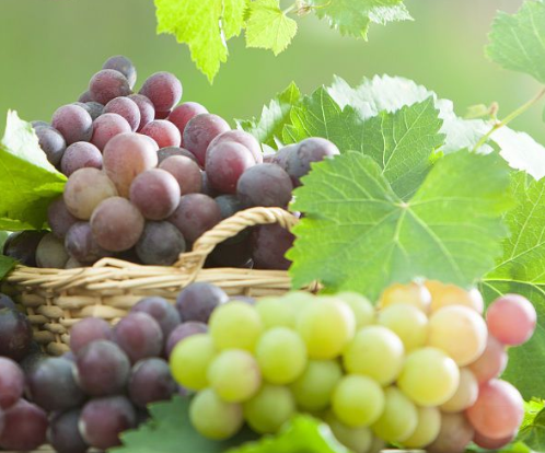 秋季养生法则：常吃葡萄，能收获3大好处