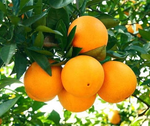 秋季适合吃橘子，常吃能收获4大好处